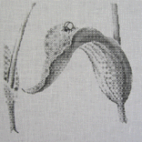 <b>[Tulip×Blackwork] －blackwork(ﾌﾞﾗｯｸﾜｰｸ)の刺しゅう作品－</b><br>Jacob Marrelが描いた｢Two Tulips with Insects｣(ｱﾑｽﾃﾙﾀﾞﾑ王立美術館所蔵)を参考に、葉っぱのみでﾁｭｰﾘｯﾌﾟの表現を試みました。